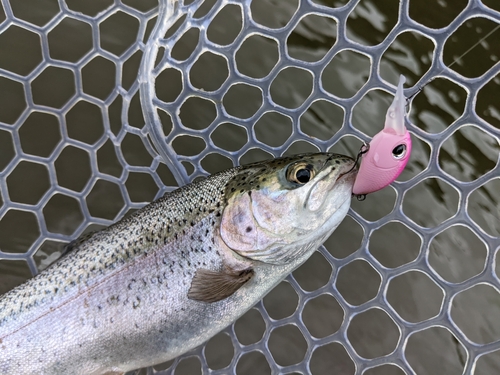 ニジマスの釣果