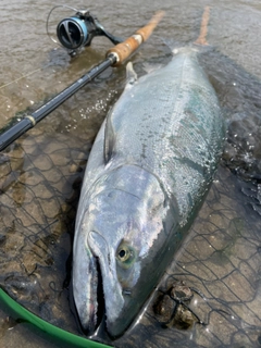 サクラマスの釣果