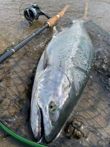 サクラマスの釣果