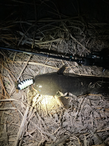 ナマズの釣果