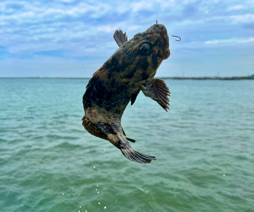 ムラソイの釣果