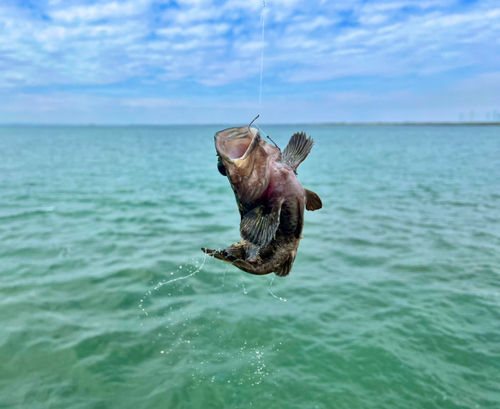 ムラソイの釣果