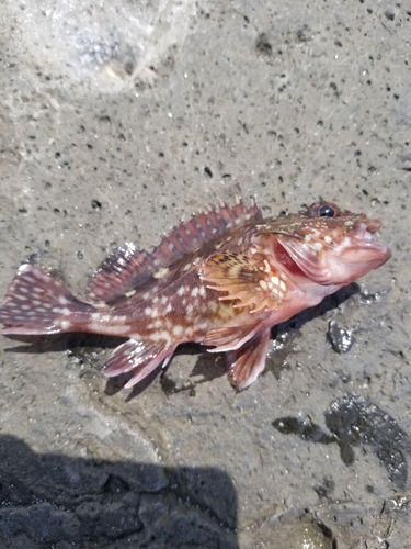 カサゴの釣果