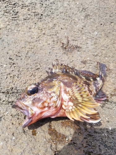 カサゴの釣果