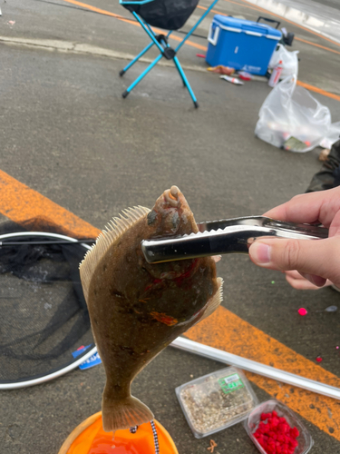 カレイの釣果