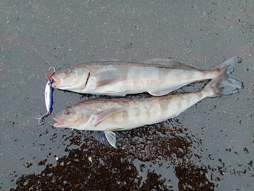 ホッケの釣果