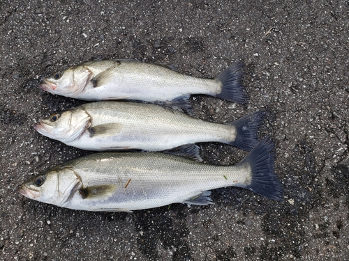 セイゴ（マルスズキ）の釣果