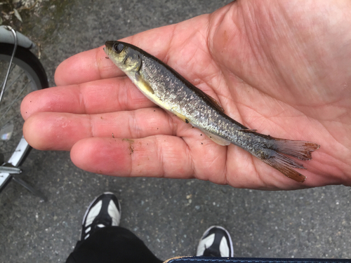 アブラハヤの釣果