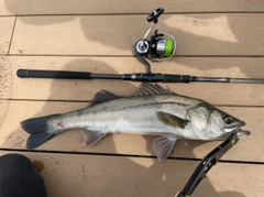 スズキの釣果