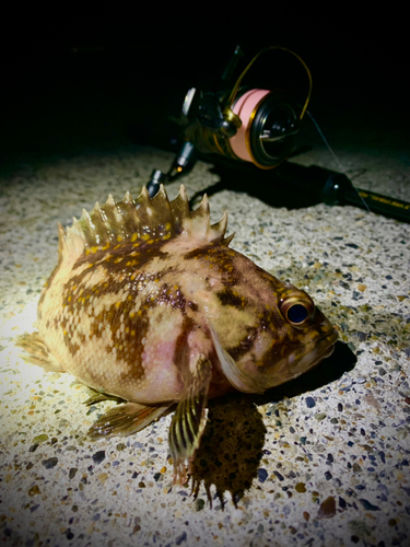 オウゴンムラソイの釣果