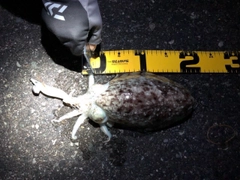 コウイカの釣果