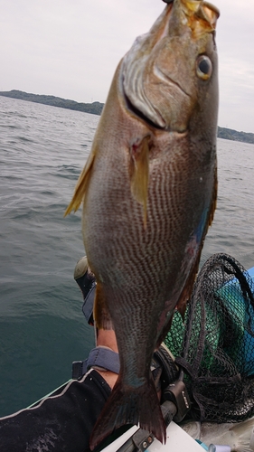 イサキの釣果