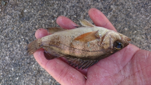 シロメバルの釣果