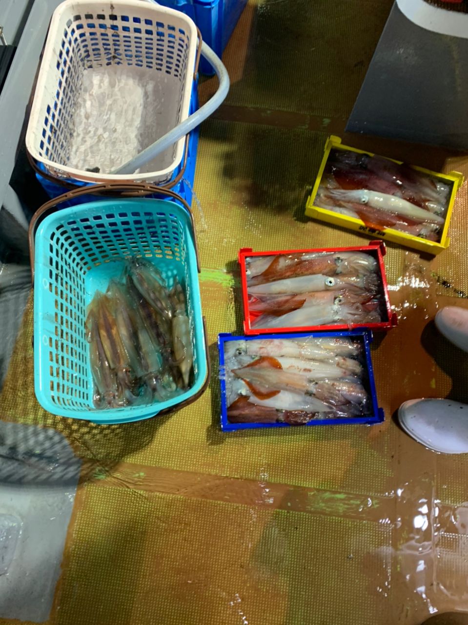 🦑Ｒen。　ニューハーフ釣り師🦑さんの釣果 2枚目の画像