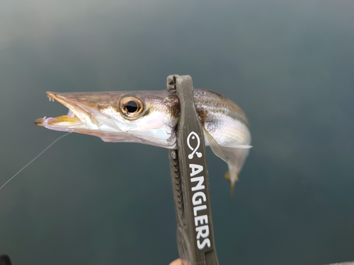 カマスの釣果