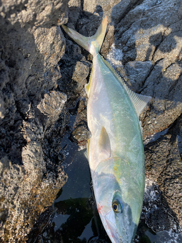 ヤズの釣果