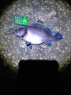 クロソイの釣果
