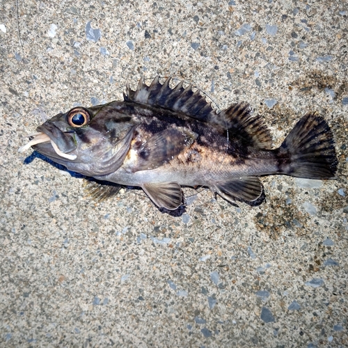 クロソイの釣果