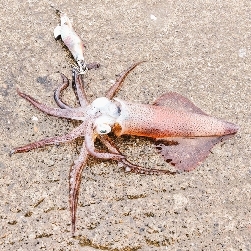 マメイカの釣果