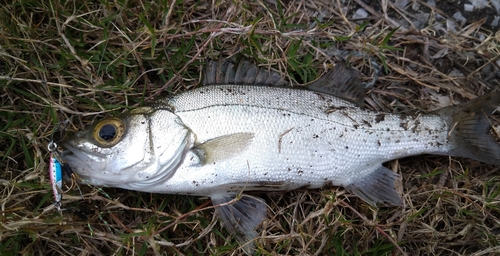 セイゴ（ヒラスズキ）の釣果