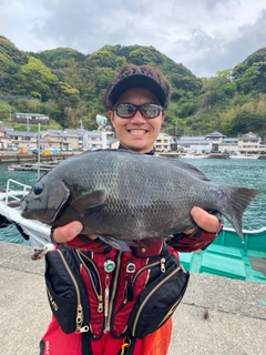 グレの釣果