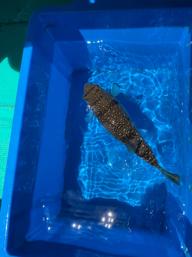 ショウサイフグの釣果