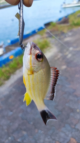 オキフエダイの釣果