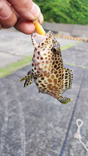 カンモンハタの釣果