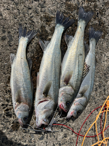 シーバスの釣果