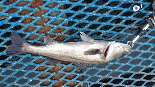 フッコ（マルスズキ）の釣果