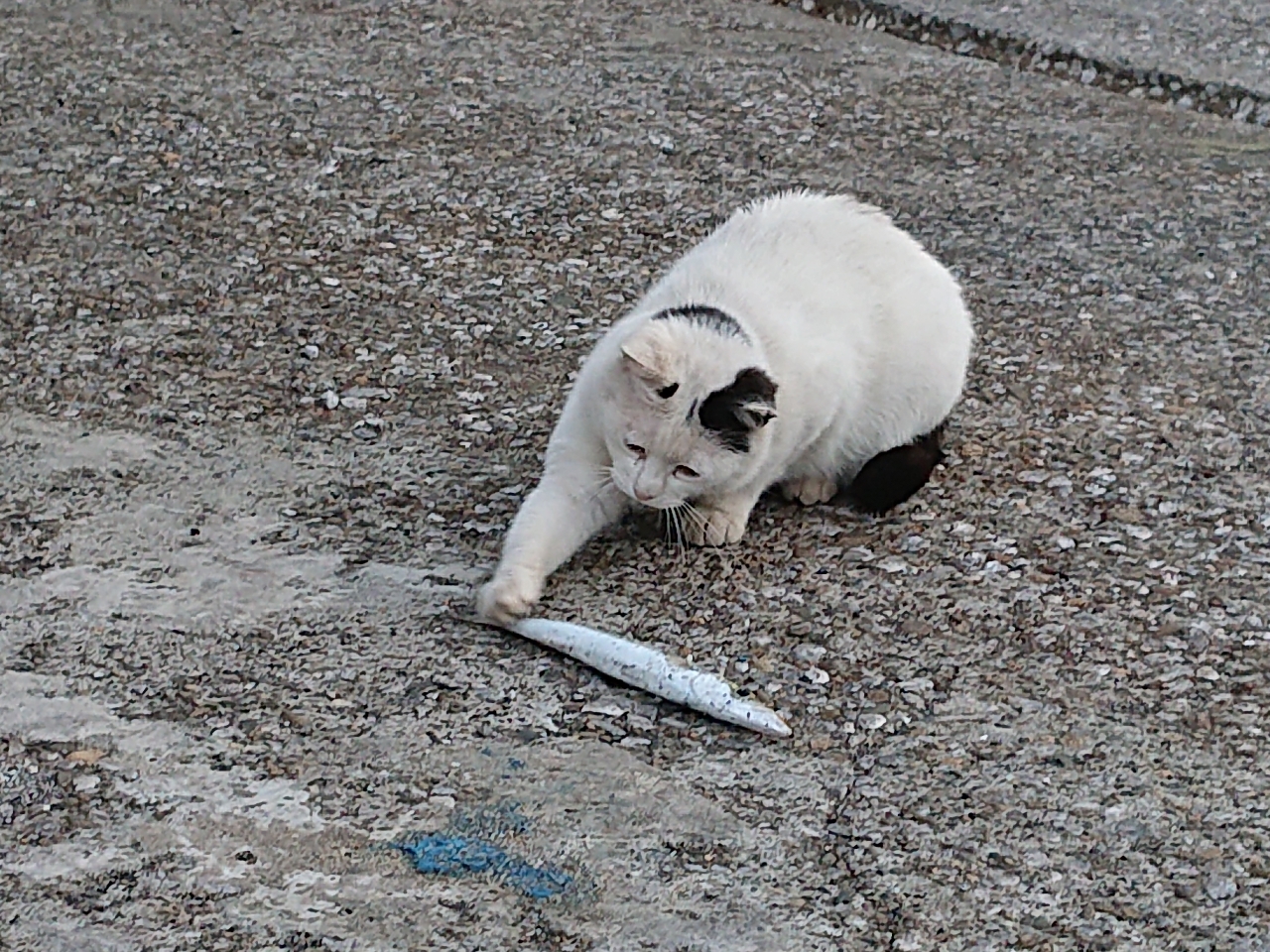 アカカマス