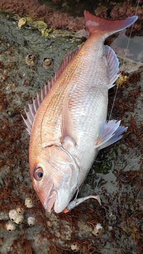 マダイの釣果