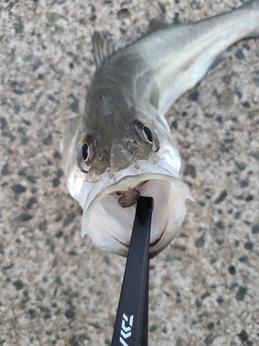 セイゴ（マルスズキ）の釣果