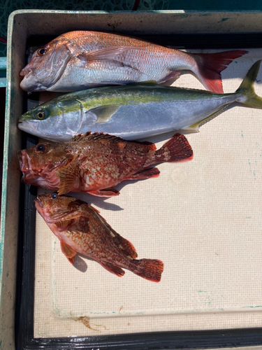 ヤズの釣果