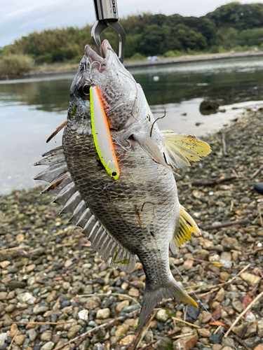 キビレの釣果