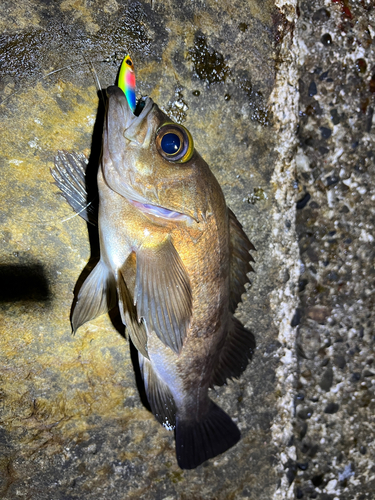 メバルの釣果