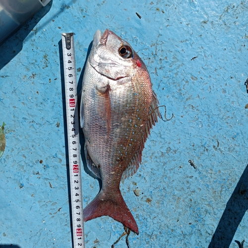 タイの釣果