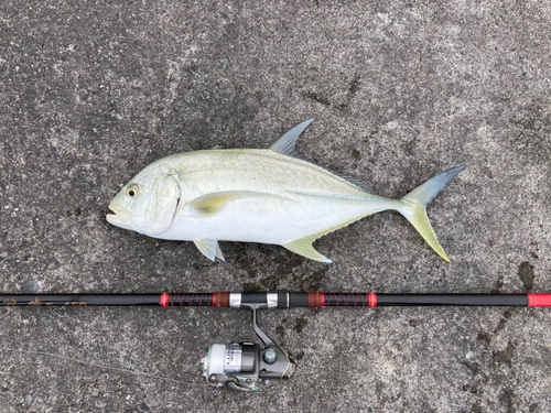 オニヒラアジの釣果