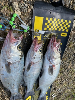 ヒラスズキの釣果