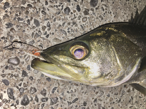 シーバスの釣果