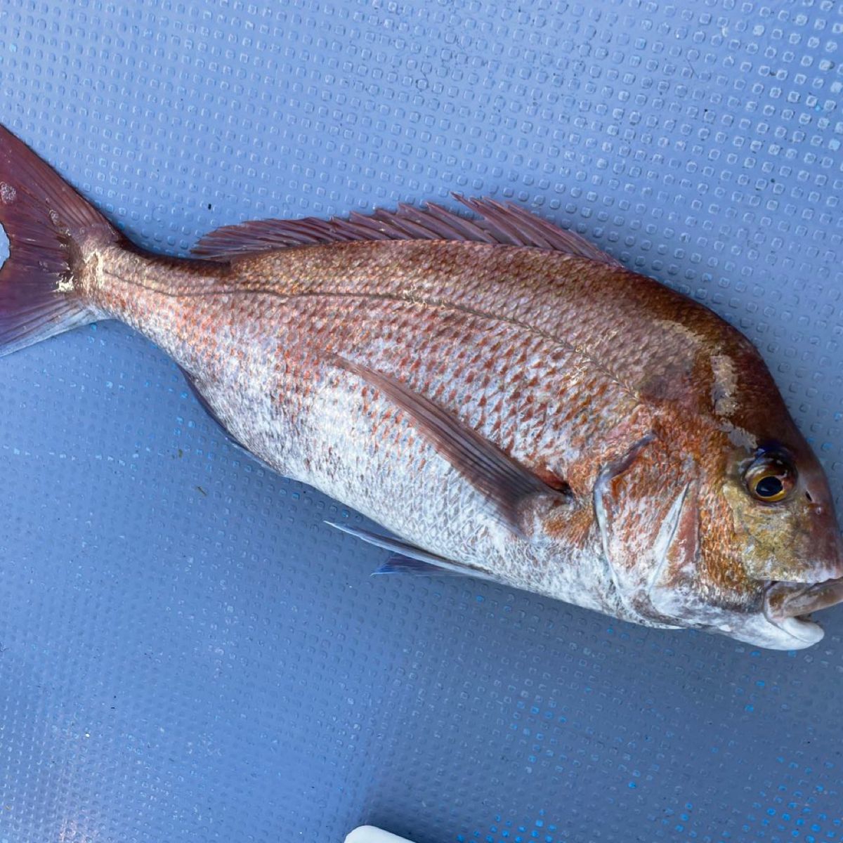 静岡乃風さんの釣果 1枚目の画像