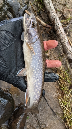 ブラウントラウトの釣果