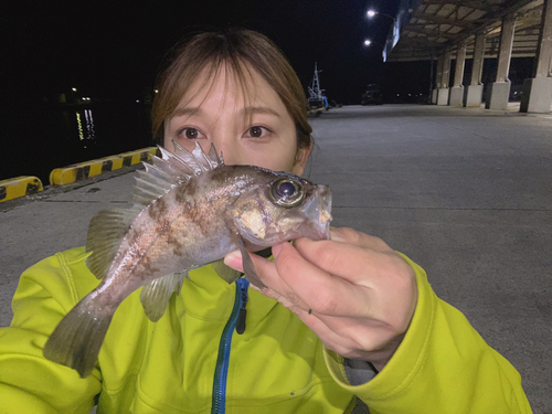 メバルの釣果