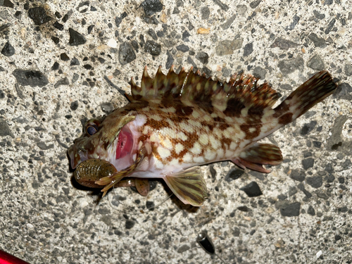 カサゴの釣果