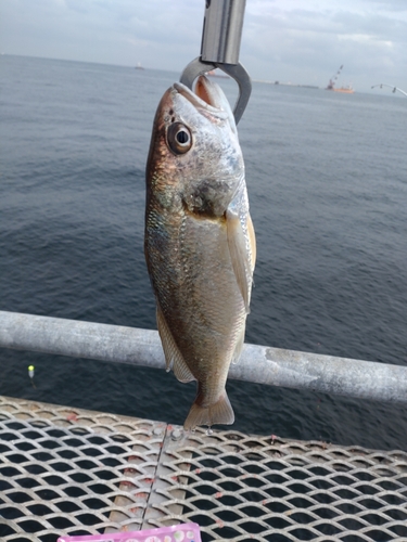 イシモチの釣果