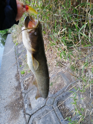 ナマズの釣果