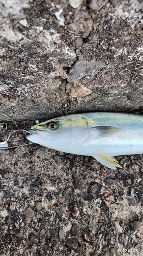 ハマチの釣果