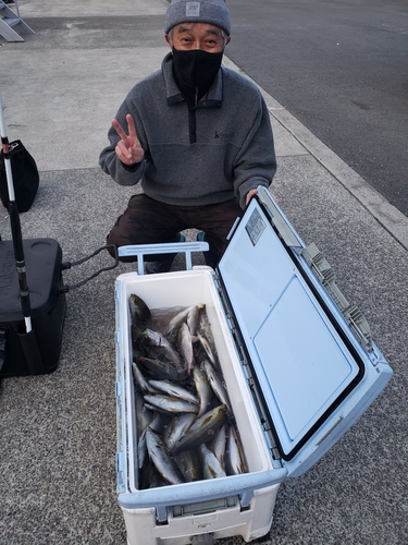 イサキの釣果