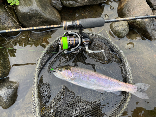 ニジマスの釣果