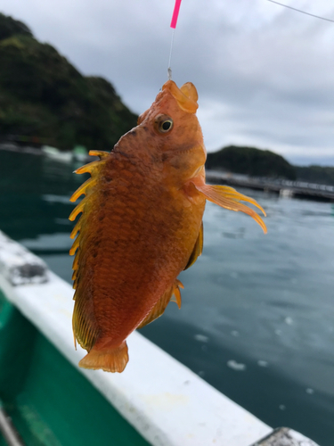 オキゴンベの釣果